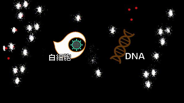 全世界的柠檬都读Lemon?这背后有一个刻在8号染色体上的上古故事