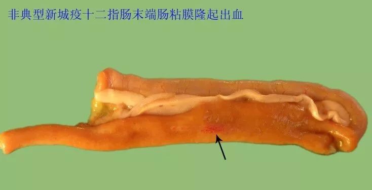 家禽常见疾病及检测方法书籍,家禽疾病如何检测