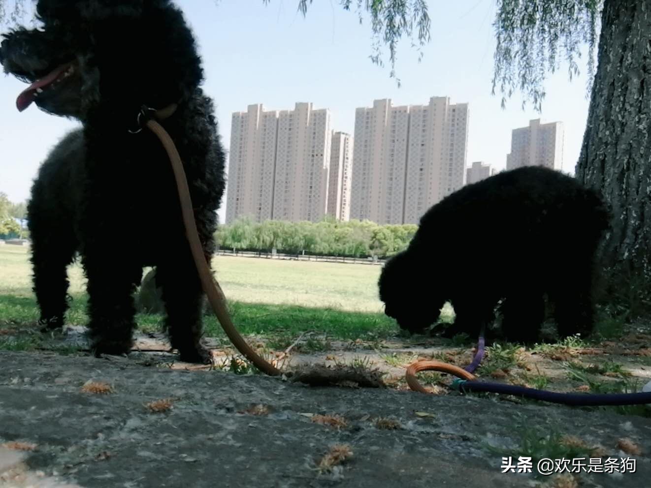 刚买的宠物狗要怎么养,刚抱养的狗狗注意事项