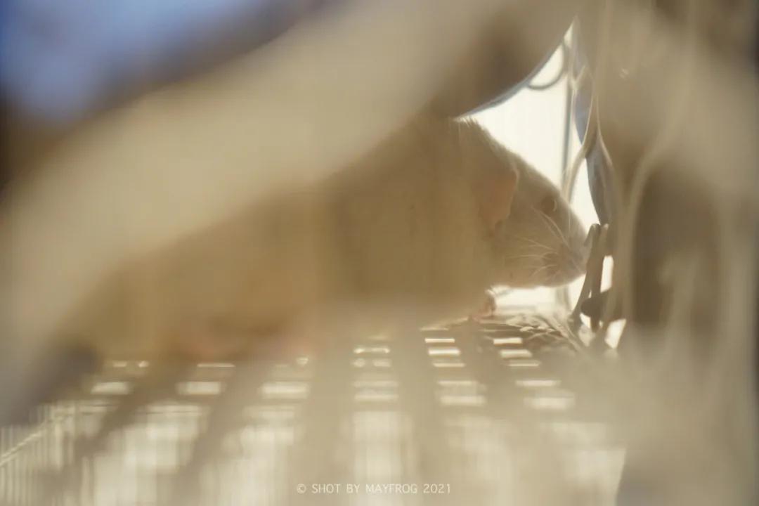 「清明特辑」零首付！月供2块2！江苏队的头七日我尽了绵薄之力