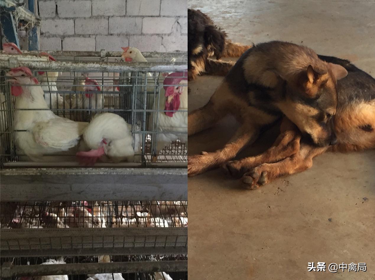 鸡虱子跳蚤怎么驱,鸡身上的虱子图片