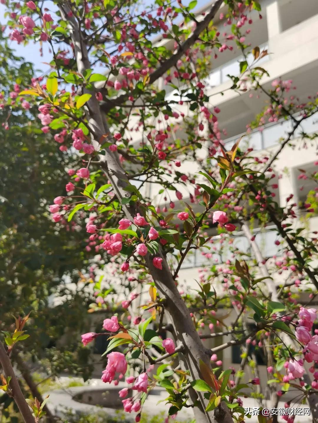 花都开好了现场完整版,花都开好了合唱合拍