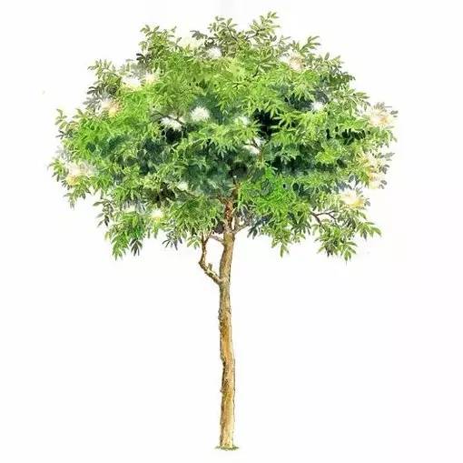 十种不同树叶的画法,五种不同树木的画法简单的