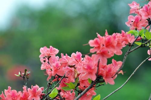 带花苞映山红四季开花不断好养,四季开花的映山红咋养