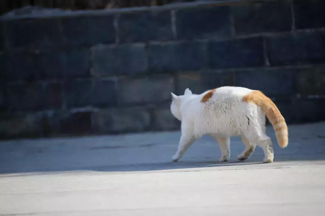 马未都给皇家带什么,马未都讲鸳鸯是什么