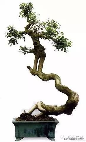 素仁格与文人树,你怎么看?