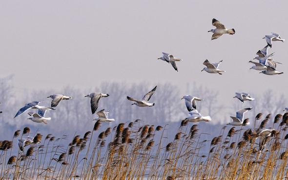 中国十大园林设计公司,中国十大园林景观公司