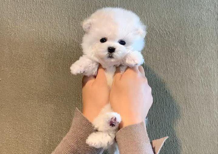 如何从一堆狗里面选中了你,一窝狗王怎么挑选