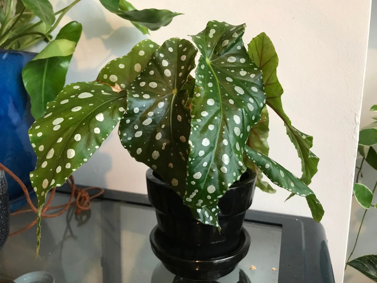 好看的皇后植物,皇后花卉名称