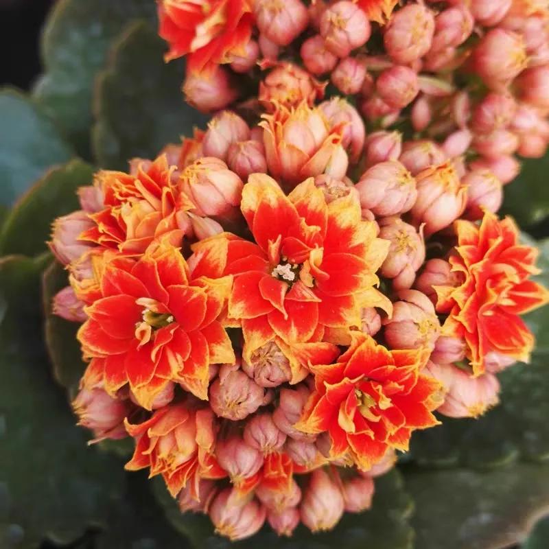 长寿花单瓣品种大全,长寿花100种颜色图片