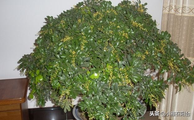 米兰怎么养才可以过冬,米兰冬天的养护方法可以修剪吗