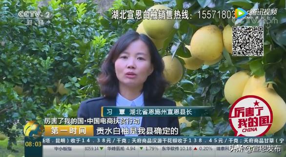 宣恩贡水柚直播间,宣恩贡水白柚苗