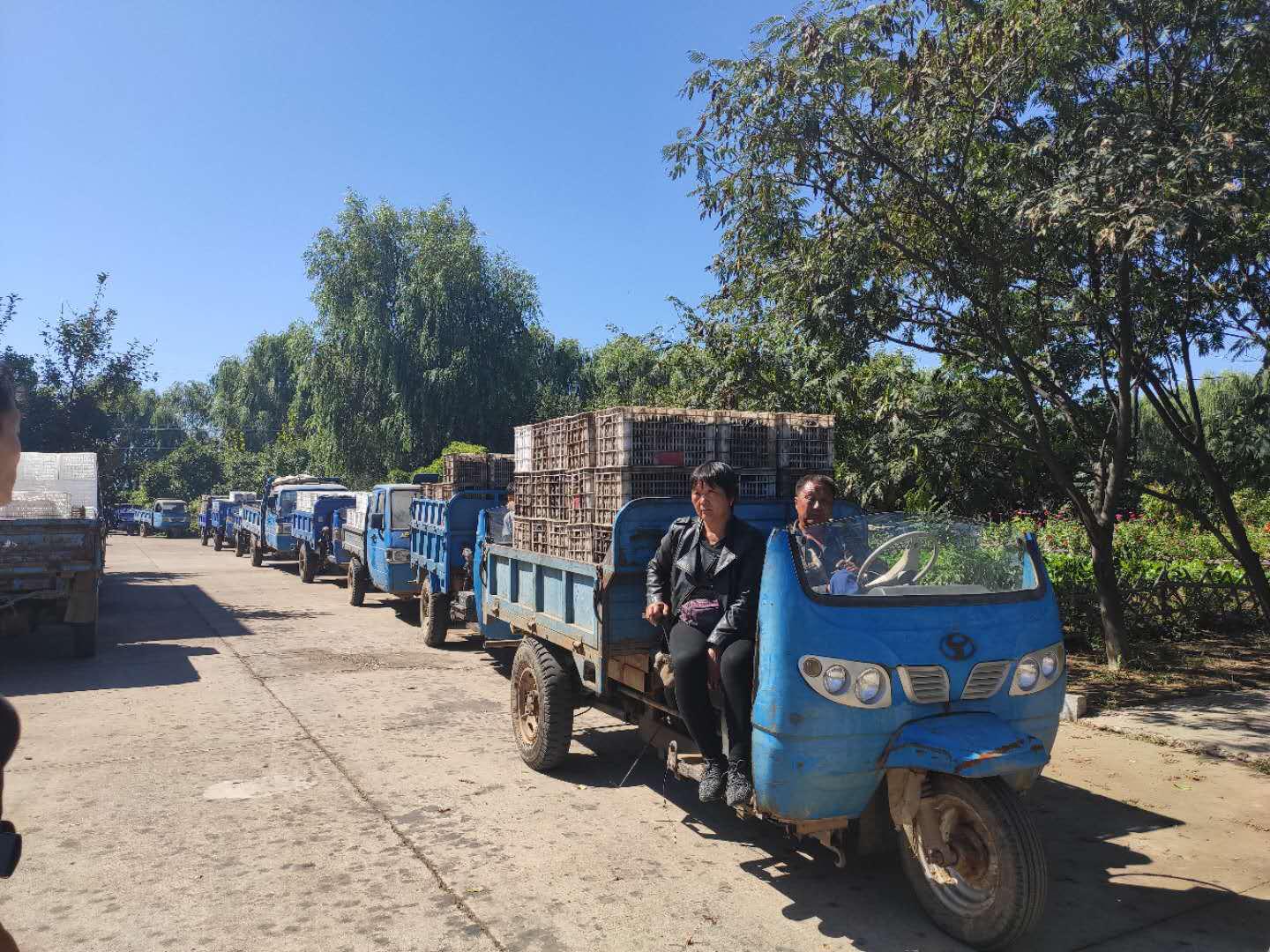 几千亩没人要的“小黑果”，这家葡萄酒厂全包了