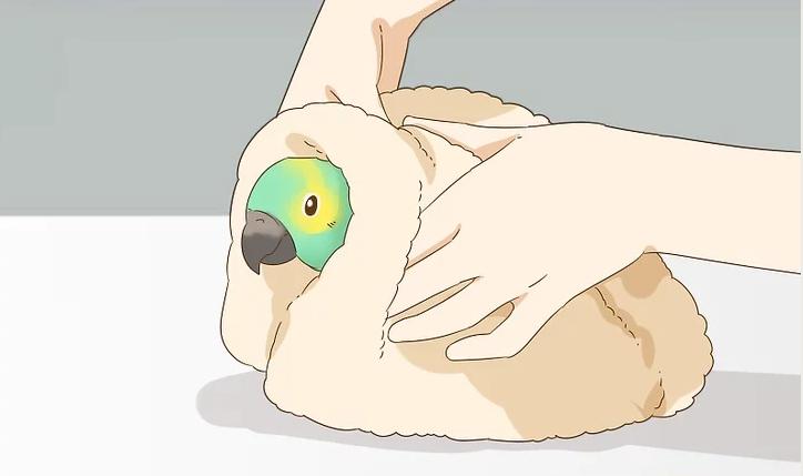 家里养的幼鸟从窝里掉下来怎么办,雏鸟长出羽毛怎么办