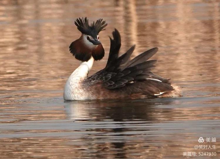 凤头鸊鷉粤语,斑头雁飞得最高的鸟