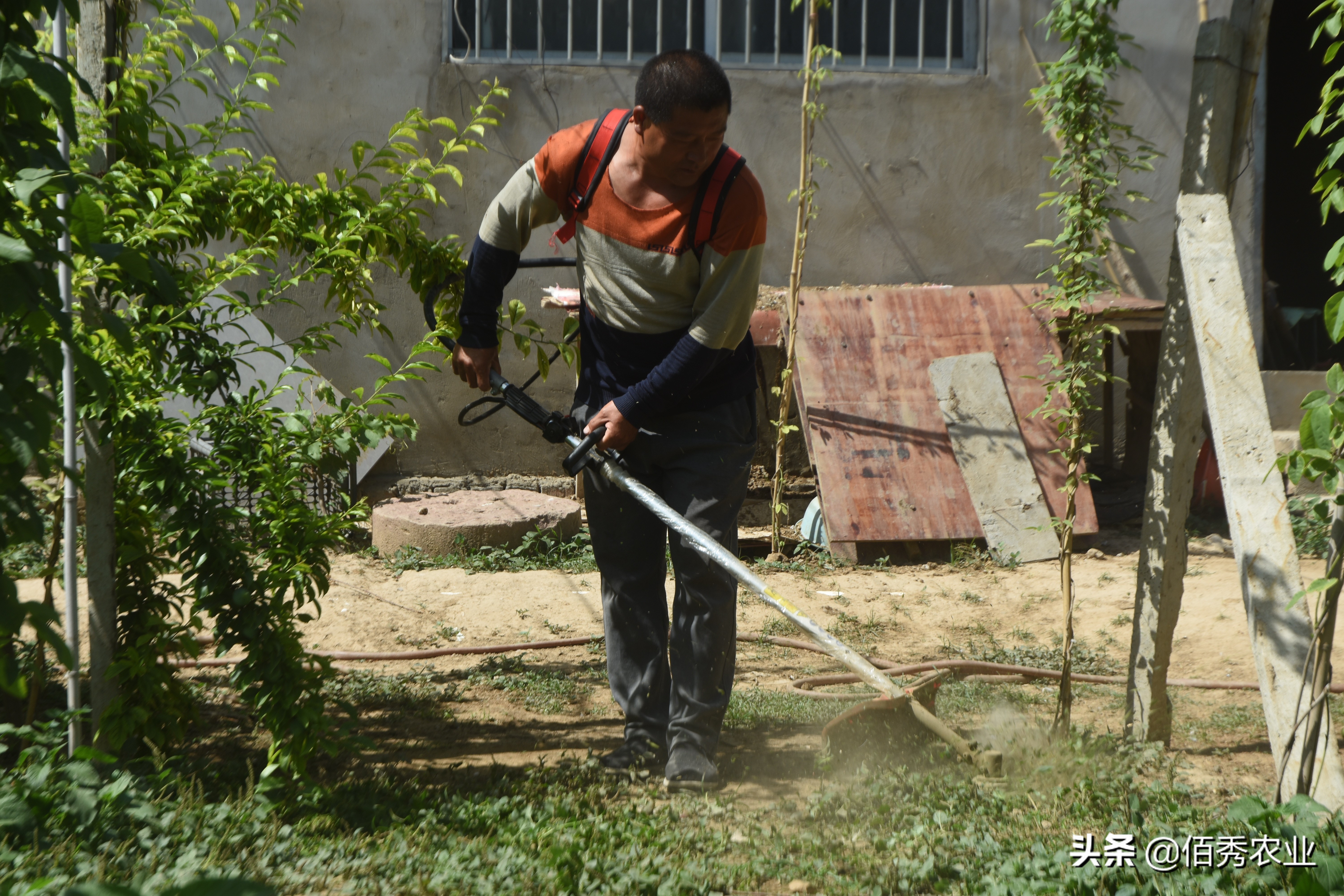 果园除草用什么除草剂最安全最好,现在果园用什么除草剂效果最好