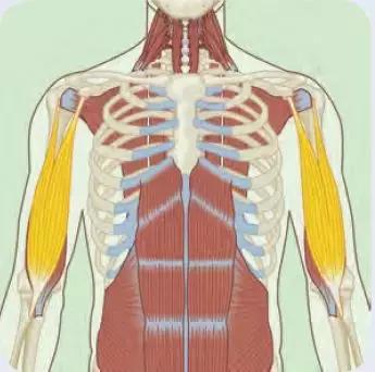 健身后手臂酸痛怎么回事,健身后有点酸痛怎么办