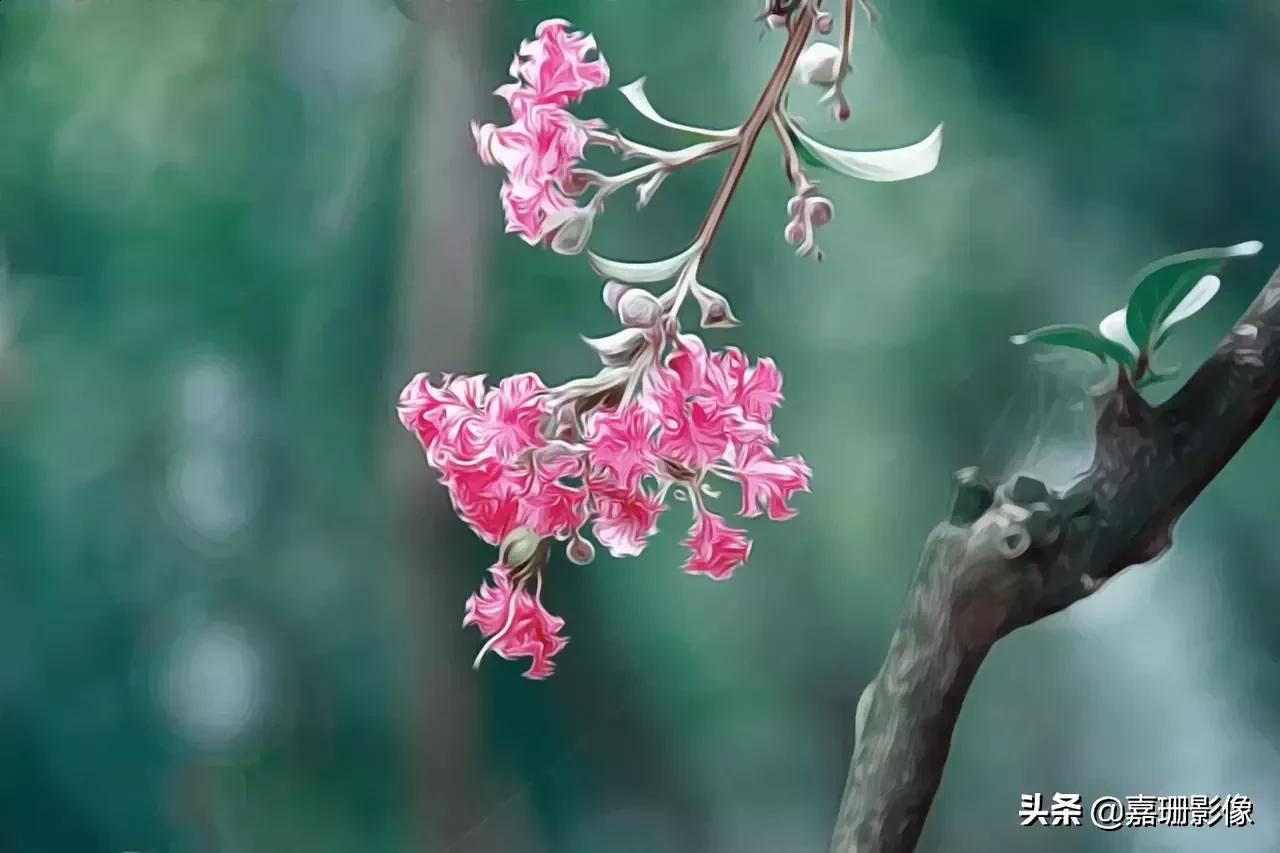 看看花容,听听花语2020年我镜头里的百种花卉