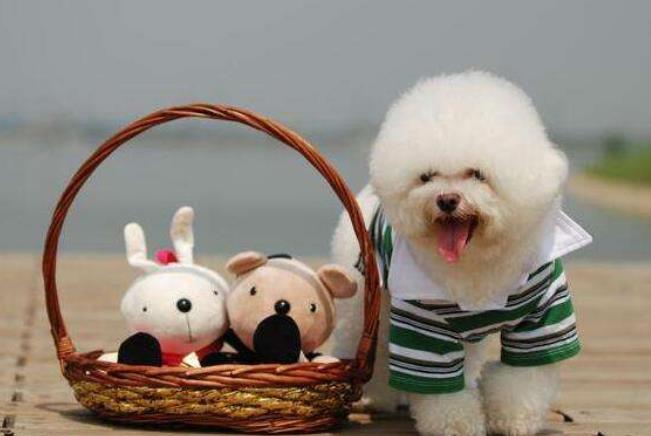 为何养比熊的人这么厉害,为什么很多人都喜欢养比熊