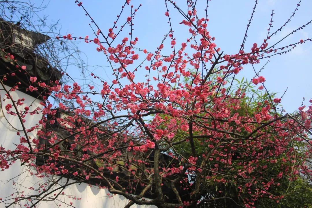 半个月后成都即将美翻全国，17处美景玩转整个春天！