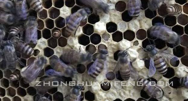 蜂巢里的白虫怎么治,中蜂巢虫的防治方法