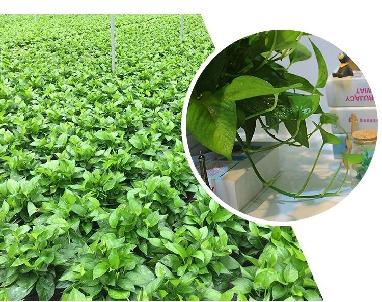 谁说绿萝知识浇浇水？很多人都养错了，绿萝应该这么养