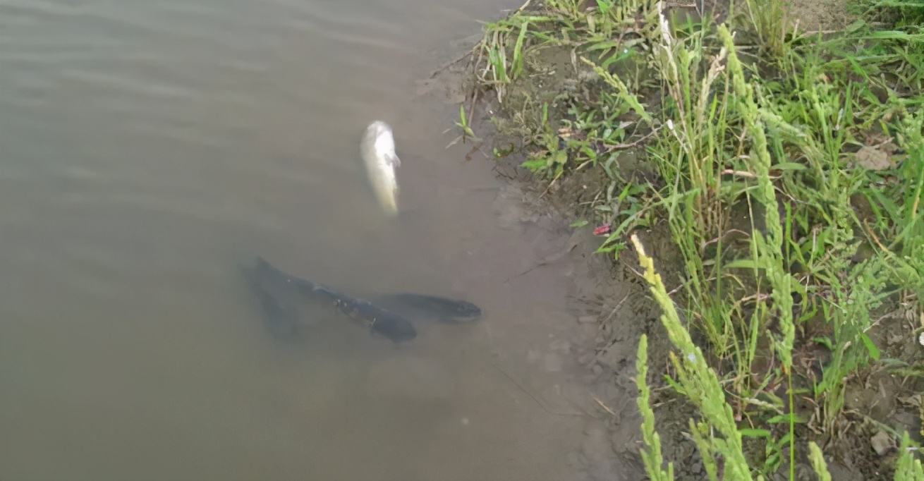 出血不正常什么情况,出血症草鱼