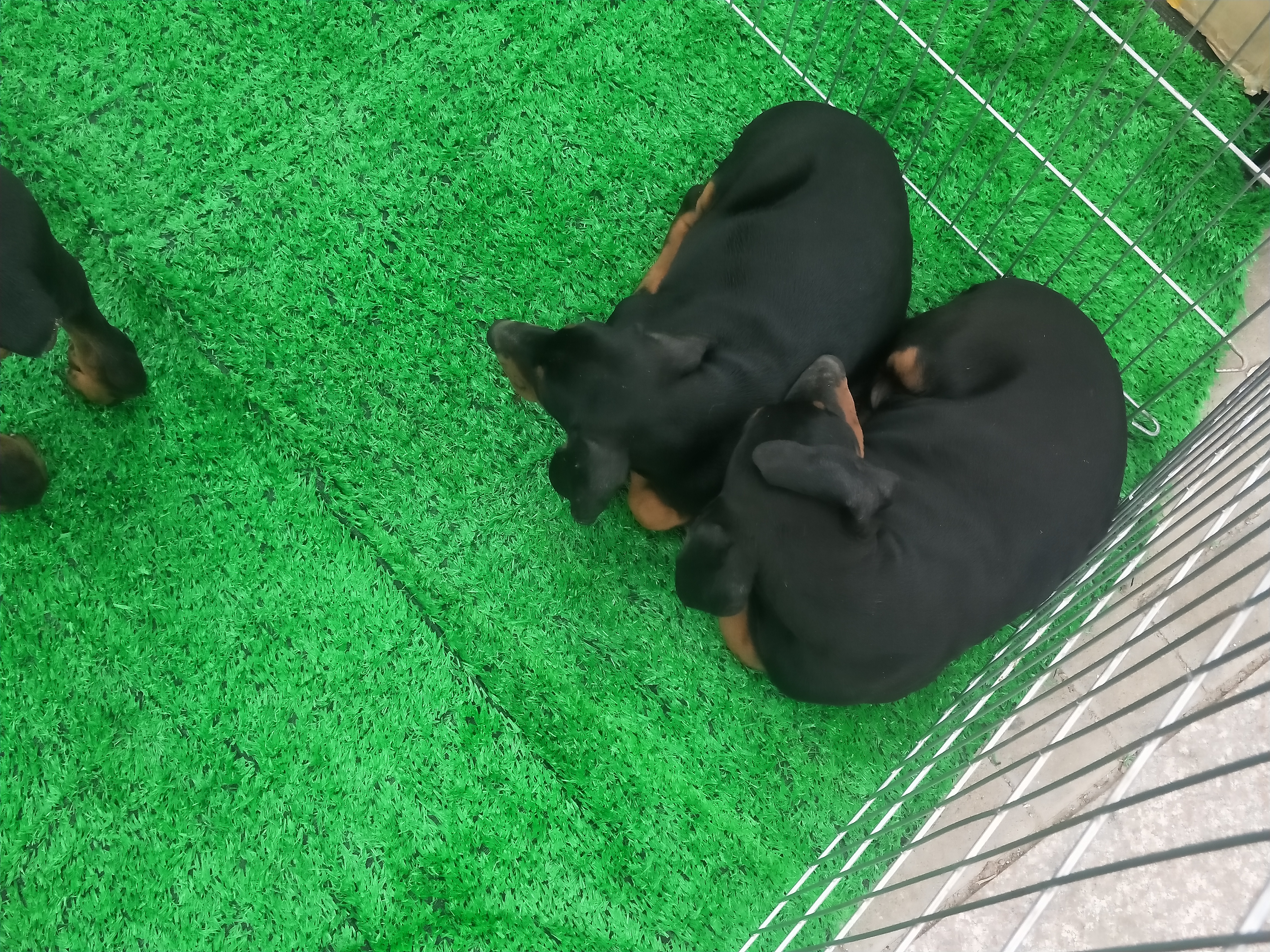 商丘宠物交易市场宠物兔,逛东北宠物交易市场