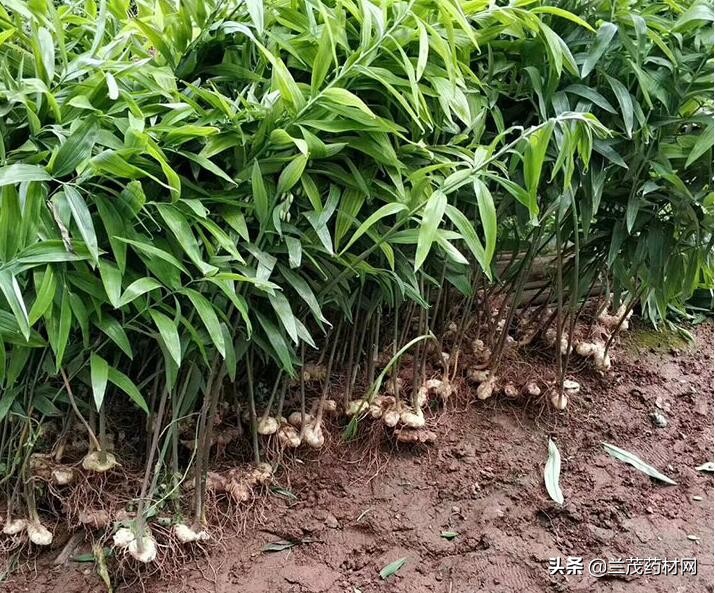 中药材黄精种植技术与栽培管理,中药黄精的种植方法和市场前景