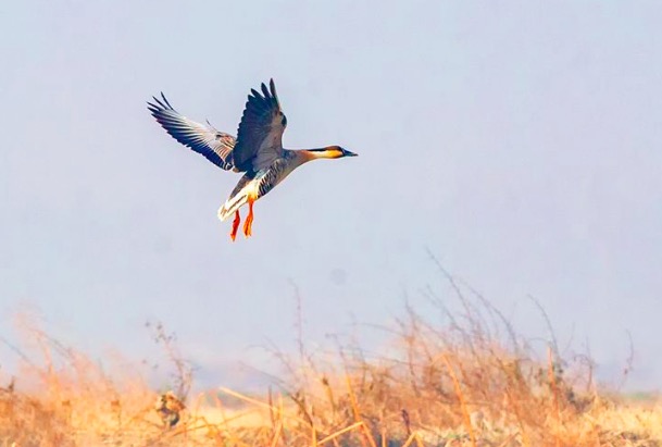 元代散曲简介50字,元代有名的散曲30首