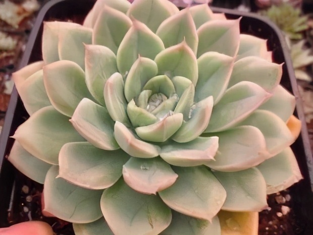 月亮仙子多肉夏季露养,多肉月亮仙子的造型