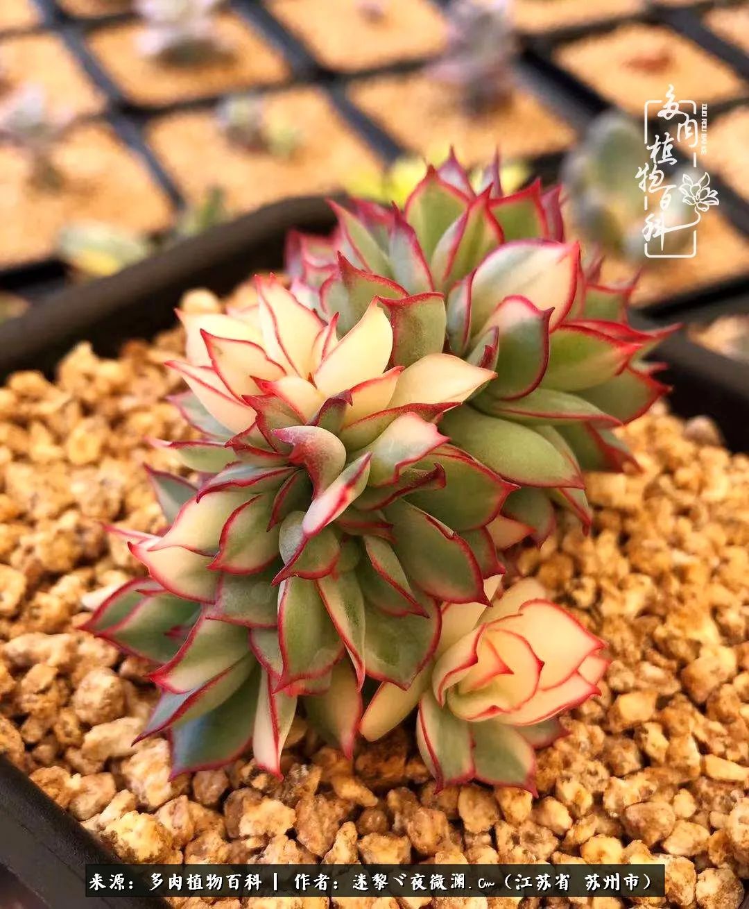 围观多肉版武林大会，一起穿越吧,下