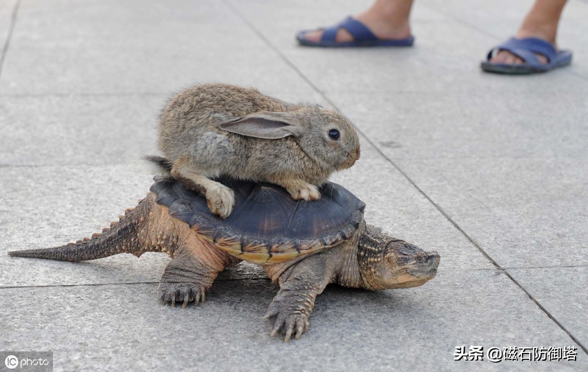 八万年龟为什么那么厉害,千年王八万年龟真的存在吗
