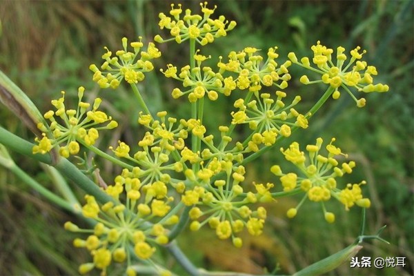 花小美芳香疗法：甜茴香精油（Fennel）的功效与作用