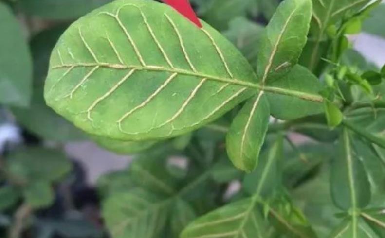 硼肥不能和什么农药一起用,硼肥与磷酸二氢钾能混用吗