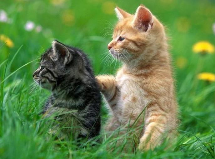 猫咪体外驱虫一般驱什么虫,猫咪体外驱虫什么药驱得全面