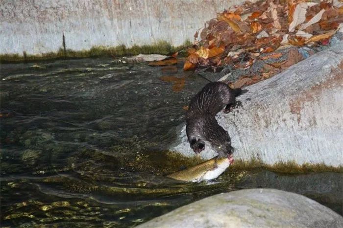 水獭为生存而艰难捕鱼，捞鱼时全靠手速，网友为水獭现状而感慨！