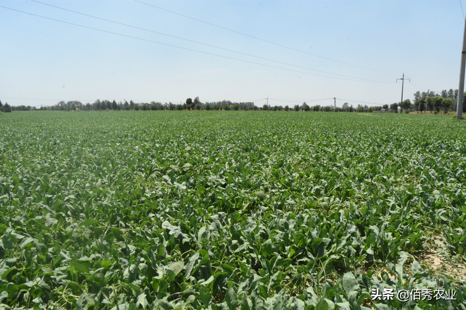 未来五年价格稳定的中药材种植,目前种植前景最好的中药材