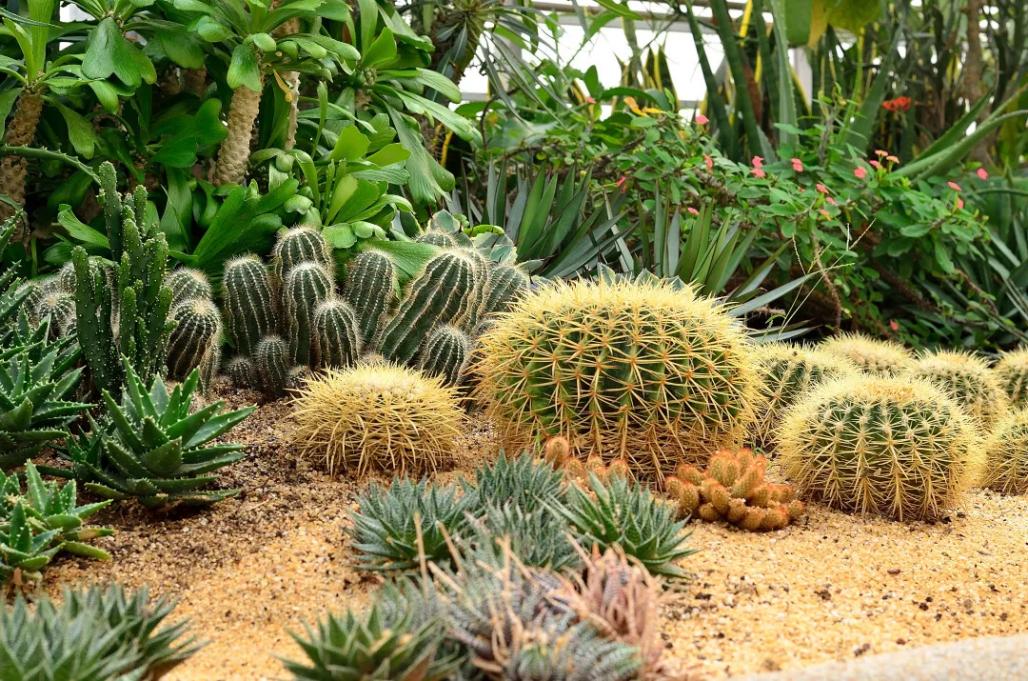 北京这个学校很“火”!坐拥3大花园、果园、动物园,集美貌与知识于一体!