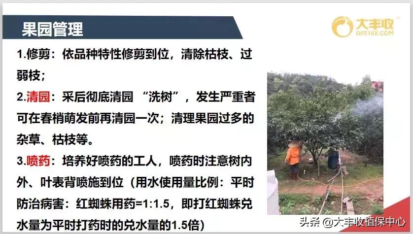 红蜘蛛物理防治妙招,红蜘蛛和壁锈虱打什么药