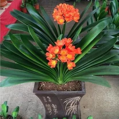 君子兰花不长新叶不开花怎么办呢,君子兰不长新叶的原因及解决方法