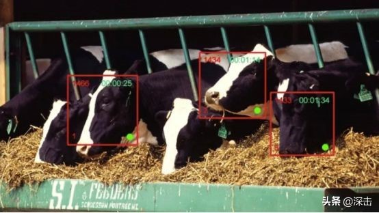 马云刘强东互联网养猪,为什么马云刘强东要去养猪