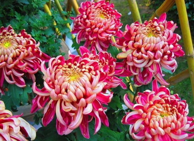 哪三种花不要轻易送人,家里有四种花不能送人