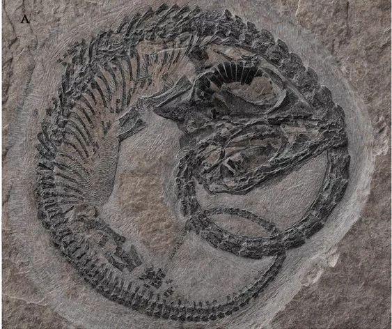 福寿螺和田螺都是卵生的吗,为什么田螺是胎生而福寿螺是卵生