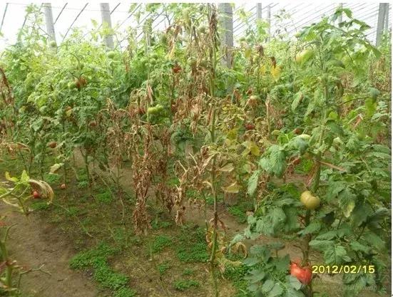 地没劲,根系弱,病害多......这些方法最管用