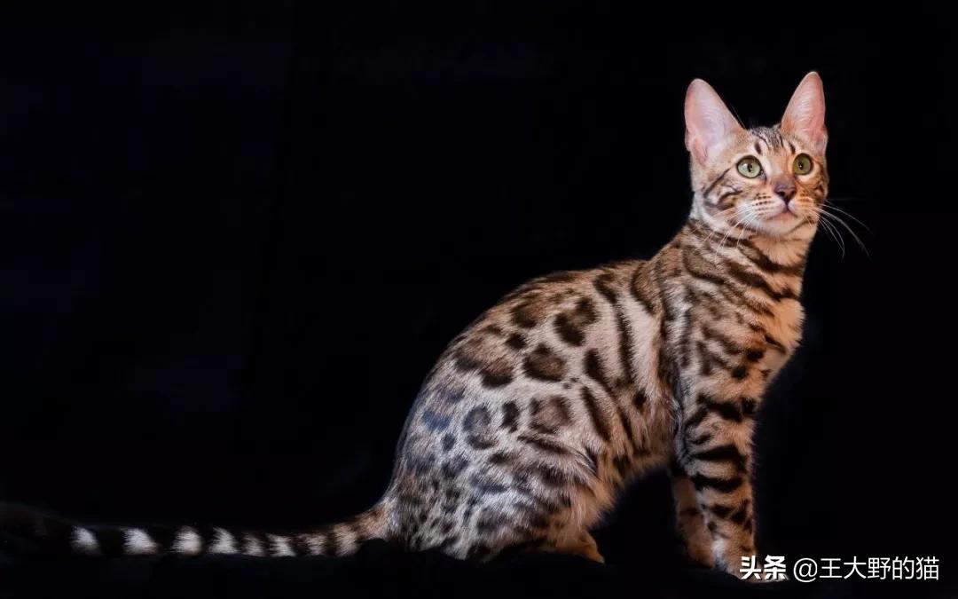 长不大的猫咪都有哪些品种,白色带渐黄短毛猫咪品种大全