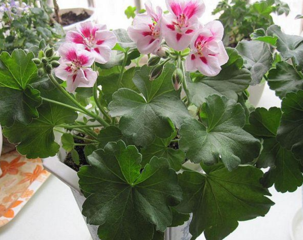 天竺葵苹果碗四季开花吗,天竺葵哪个品种四季开花又好养