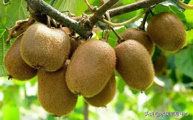 中国水果大全,中国水果大全图片和名字