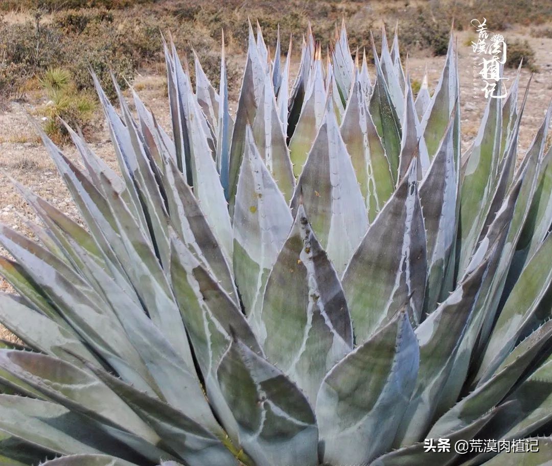 极品龙舌兰,精品龙舌兰欣赏