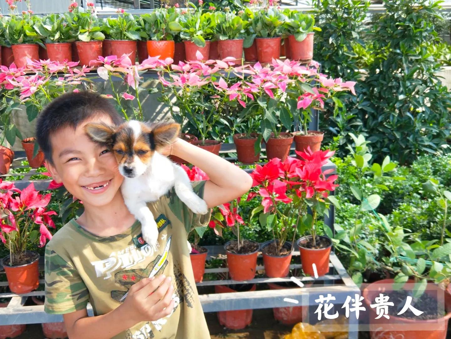 网购大型花卉怎样避坑,网购花卉怎么说才有助于存活